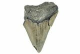 Partial, Fossil Megalodon Tooth - North Carolina #273044-1